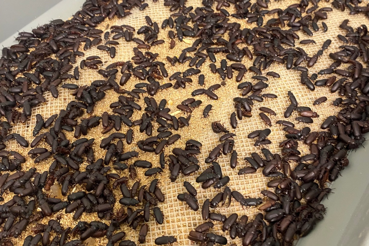 Esemplari di tarma della farina in una vasca di riproduzione